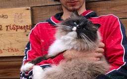 Ragdoll gatti in vendita: Ragdoll cucciolo con pedigree  a Provincia di Pavia - Immagine 2