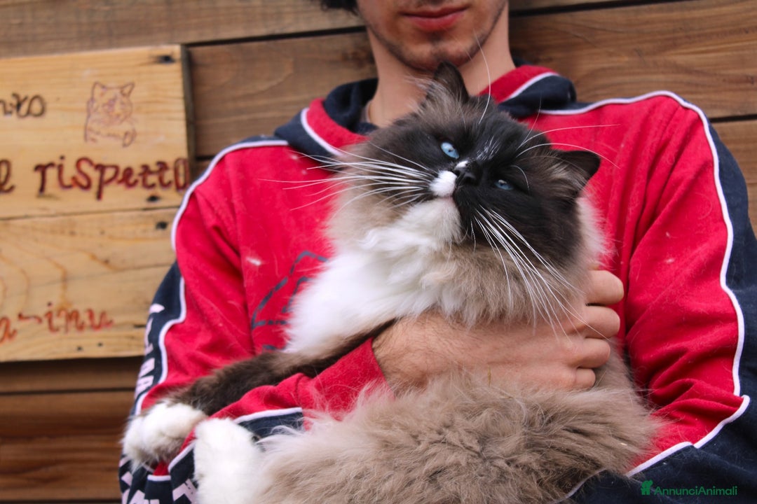 Ragdoll gatti in vendita: Ragdoll cucciolo con pedigree  a Provincia di Pavia - Immagine 2