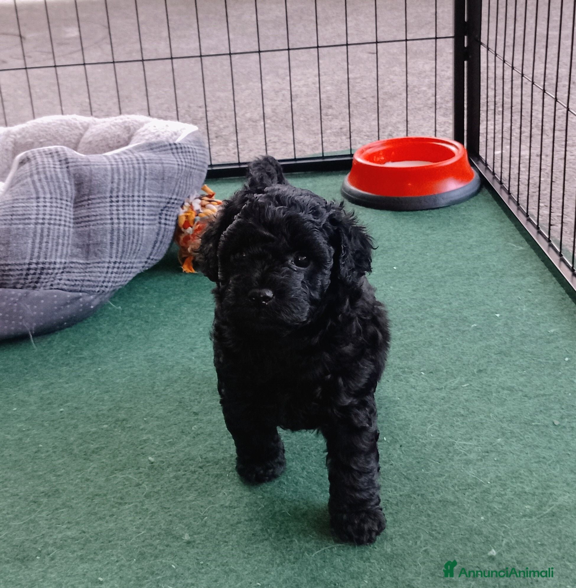 Maltipoo cani Cuccioli di Maltipoo  - Annuncio 2
