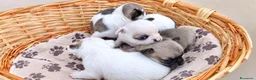 Chihuahua cani in vendita: Chihuahua toy a Libero consorzio comunale di Siracusa - Annuncio 3