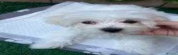 Maltese cani in vendita: Cucciola di Maltese 3 mesi - Annuncio 3