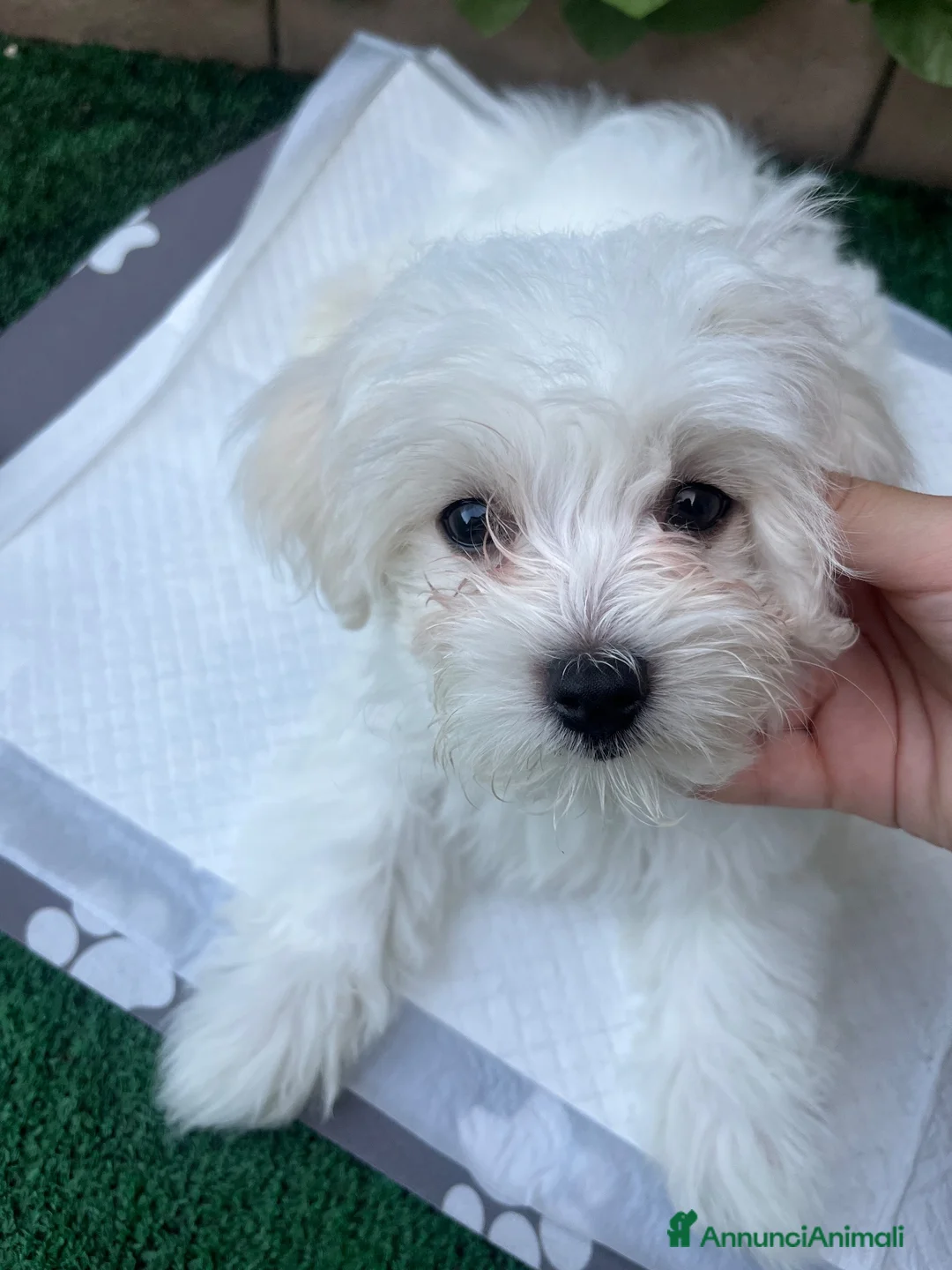 Maltese cani in vendita: Cucciola di Maltese 3 mesi - Annuncio 3