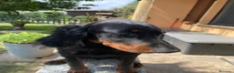 Setter Gordon cani in vendita: ULTIMO splendido cucciolo MASCHIO di Setter Gordon - Annuncio 5