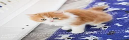 Scottish gatti in vendita: Cuccioli Scottish Highland con Pedigree - Annuncio 7