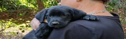 Meticcio cani in regalo: IL BELLISSIMO MALUK CERCA LA SUA FAMIGLIA - Annuncio 3