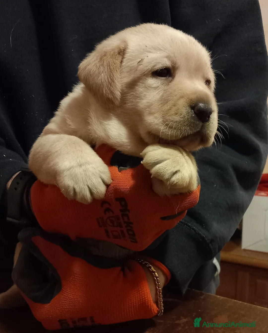 Labrador cani in vendita: Labrador retriever  - Annuncio 1