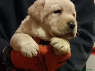 Labrador cani Labrador retriever - Annuncio 6