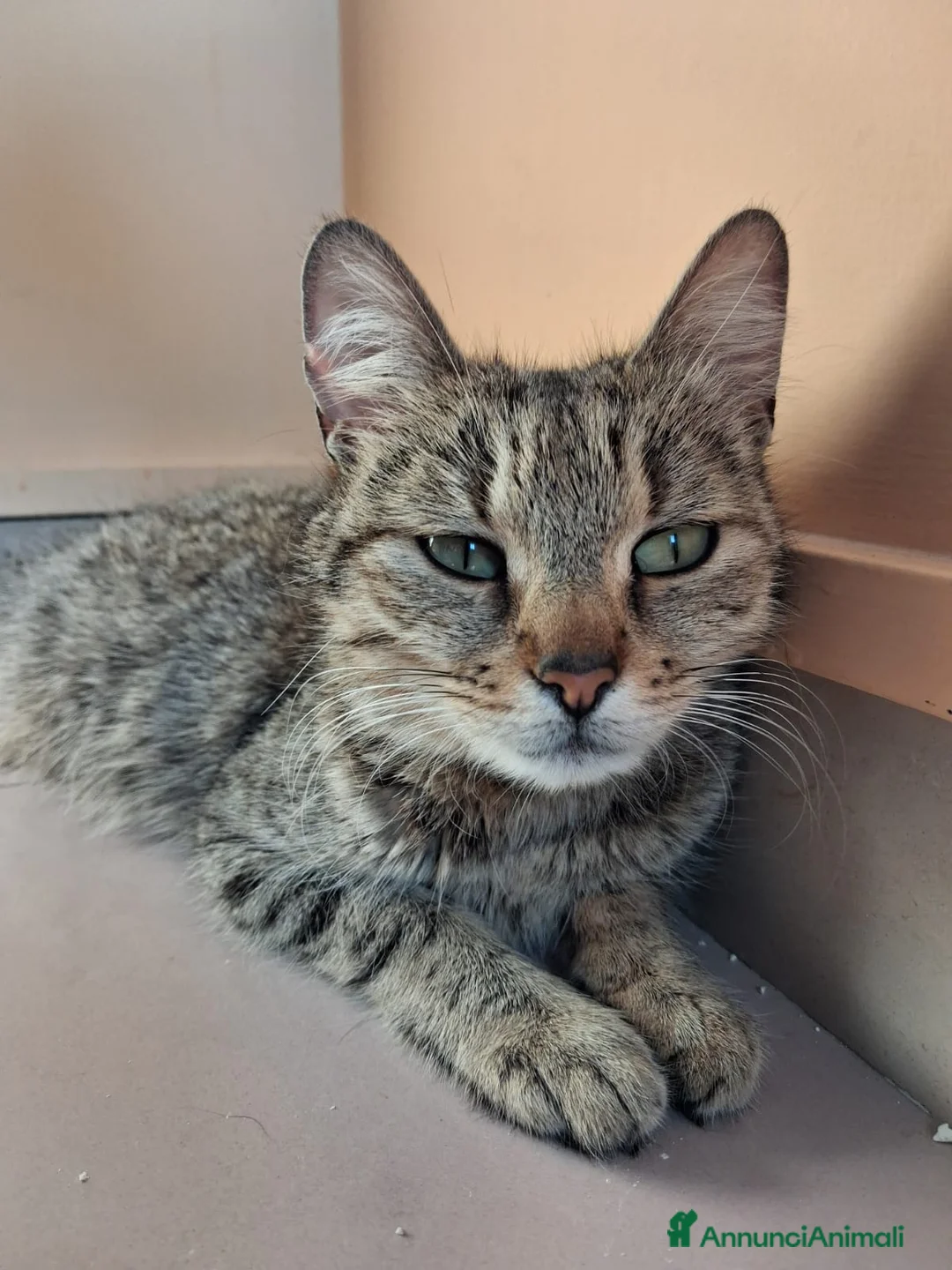 Meticcio gatti in regalo: Toto' & Peppino  - Annuncio 2