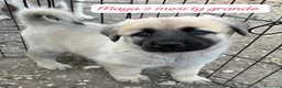 Meticcio cani in regalo: Trovatelli cercano urgentemente casa  a Provincia di Monza e della Brianza - Annuncio 3