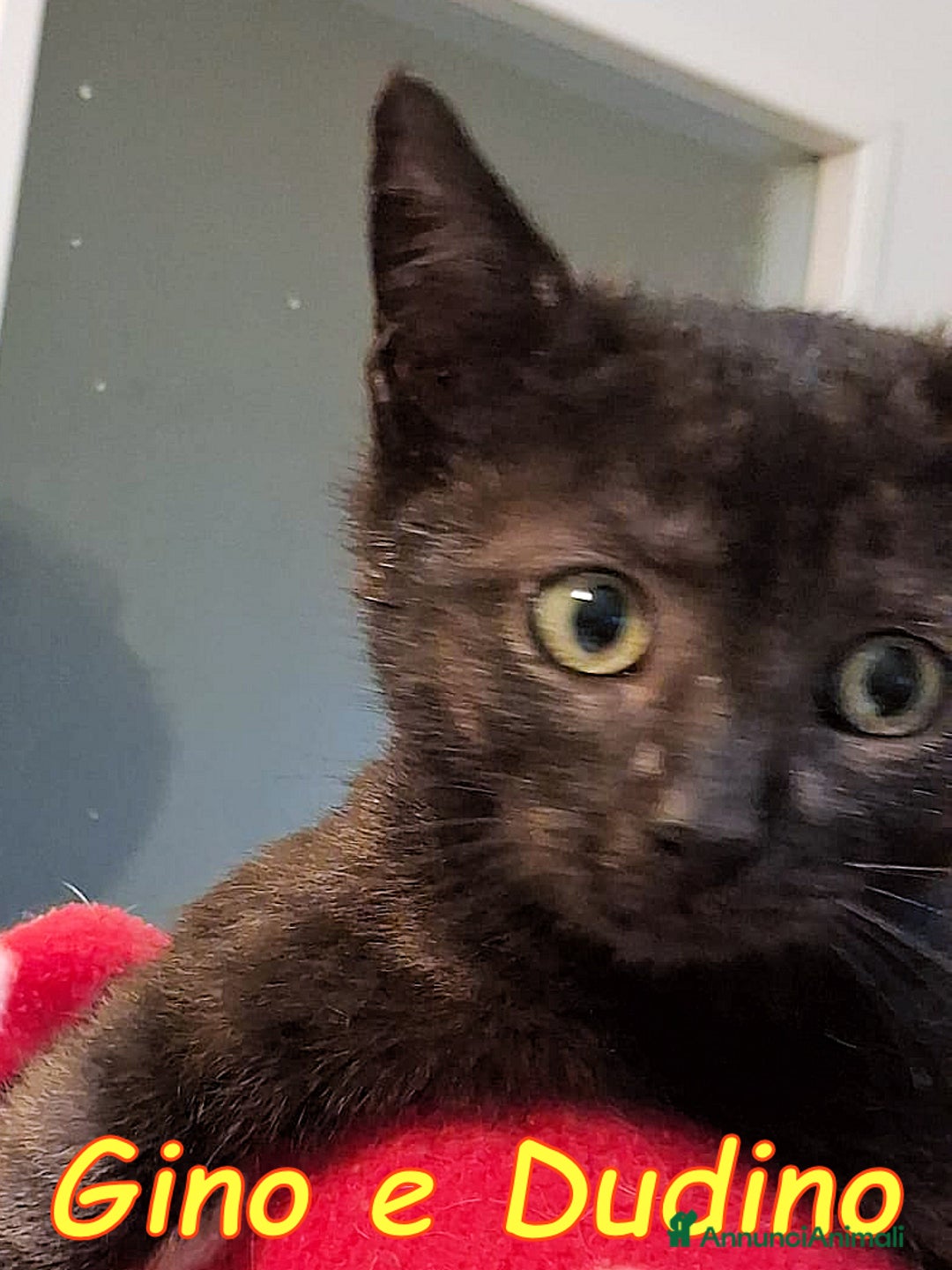Certosino gatti in regalo: GINO E DUDINO - Annuncio 3