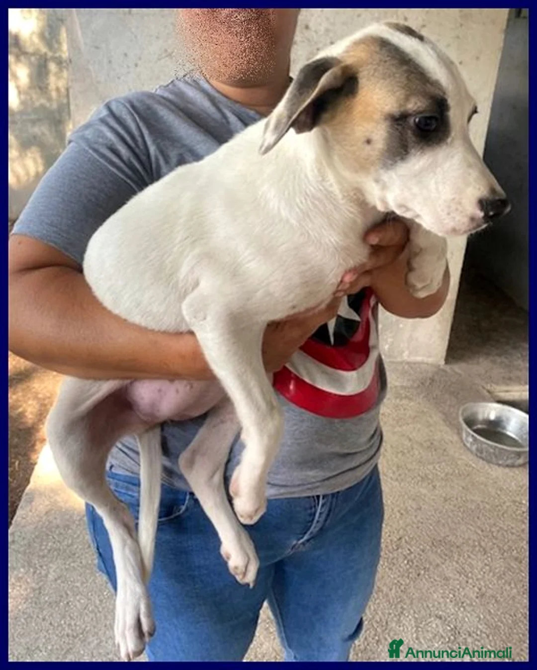 Meticcio cani in regalo: ZINNIA dolcissima tg media - Annuncio 2