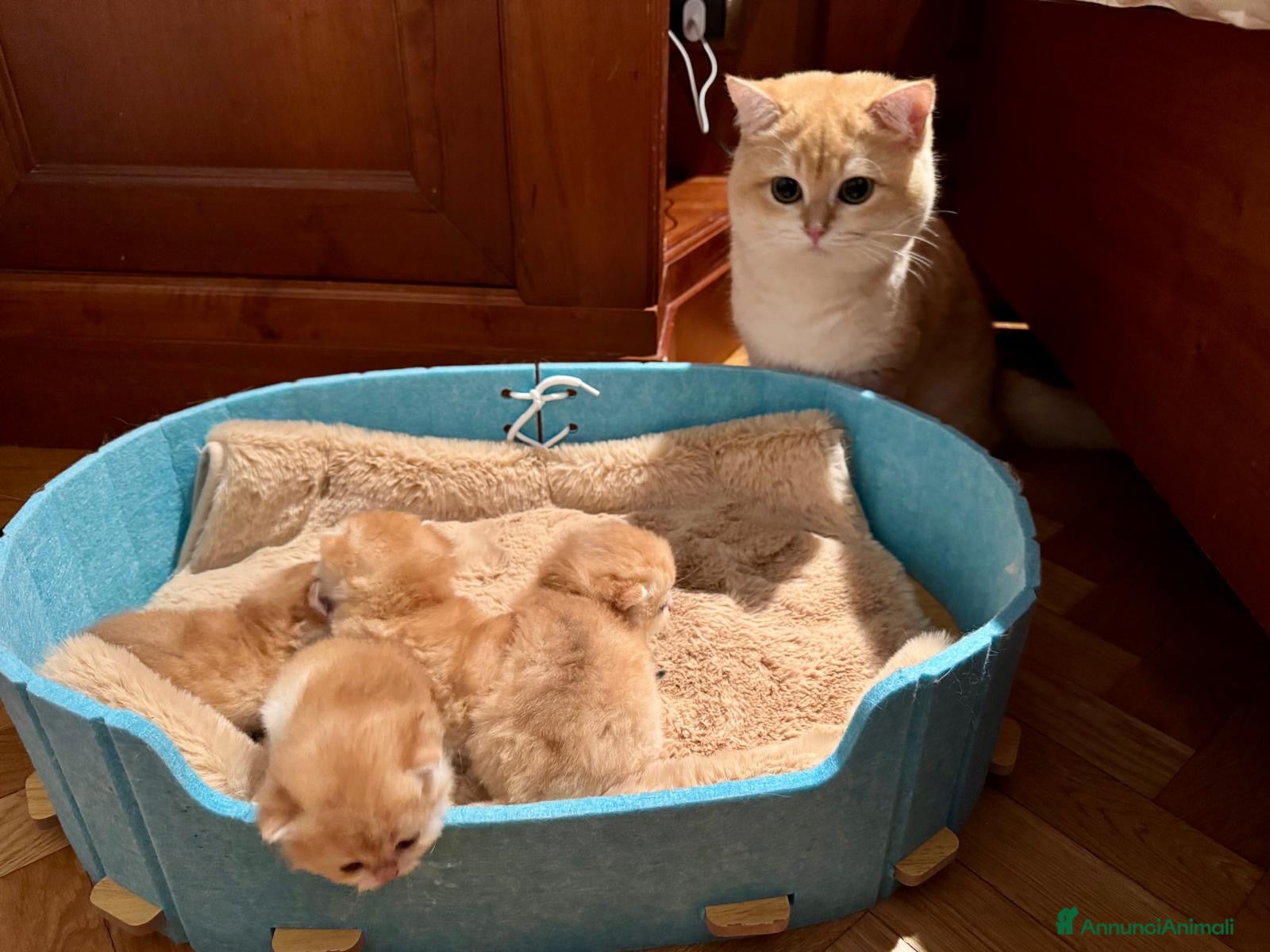 British gatti Gattini British shorthair golden chell ny12 - Annuncio 9