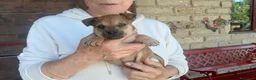 Meticcio cani in regalo: IL PICCOLO ZORRO NON VUOLE VIVERE IN CANILE - Annuncio 4