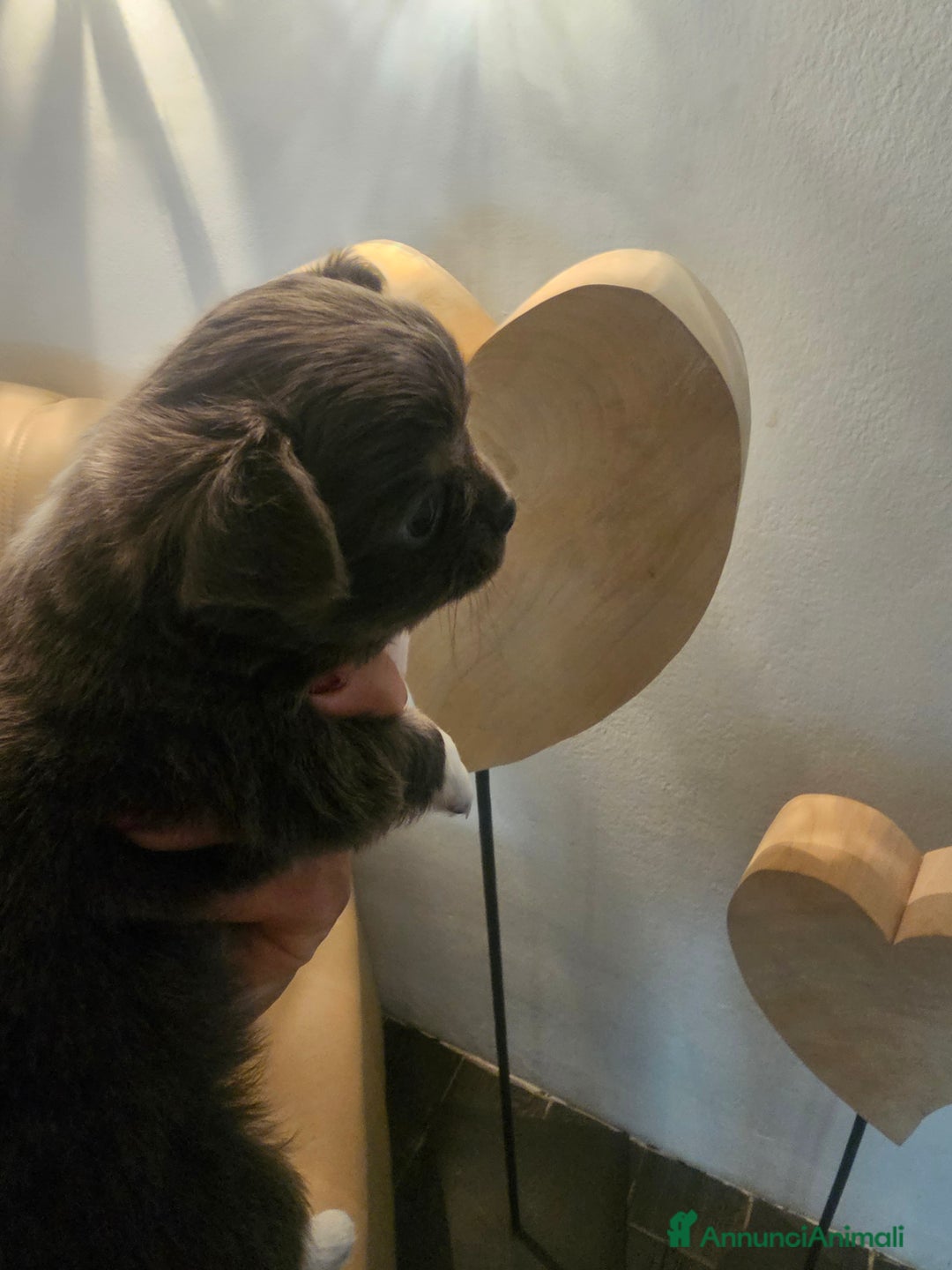 Chihuahua cani in vendita: Chihuahua pelo lungo  - Annuncio 9