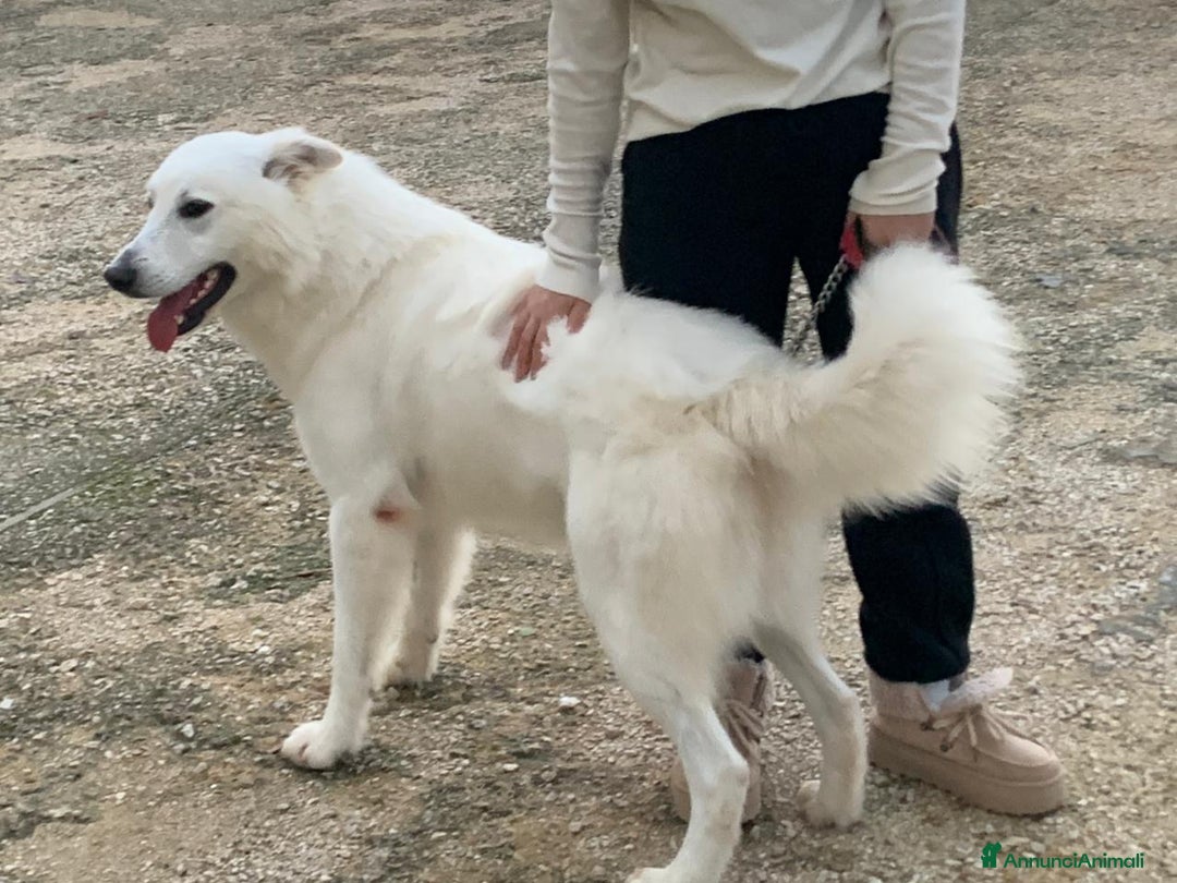 Pastore Svizzero cani in regalo: Gucci, dolcissimo pastore svizzero - Annuncio 3