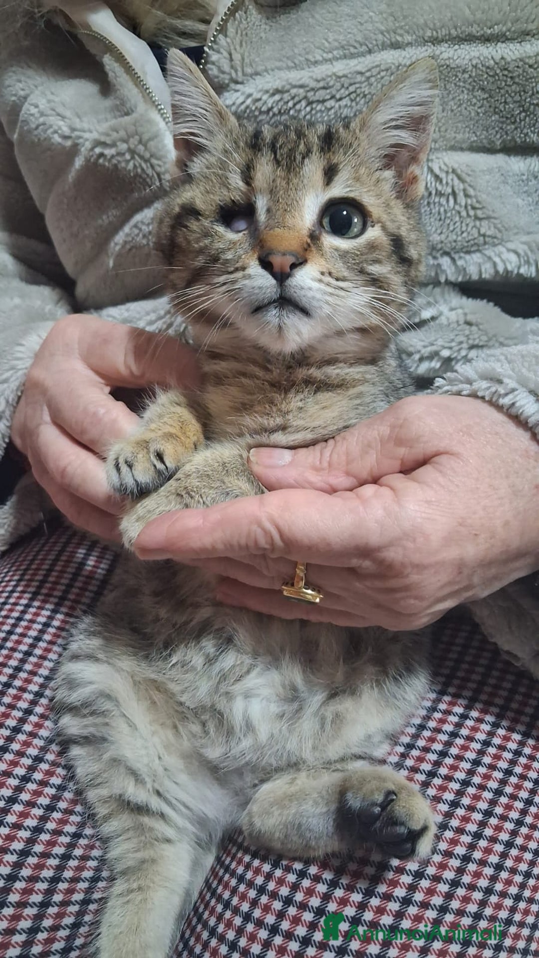 Altre razze gatti in regalo: GATTINI SPECIALI  - Annuncio 12