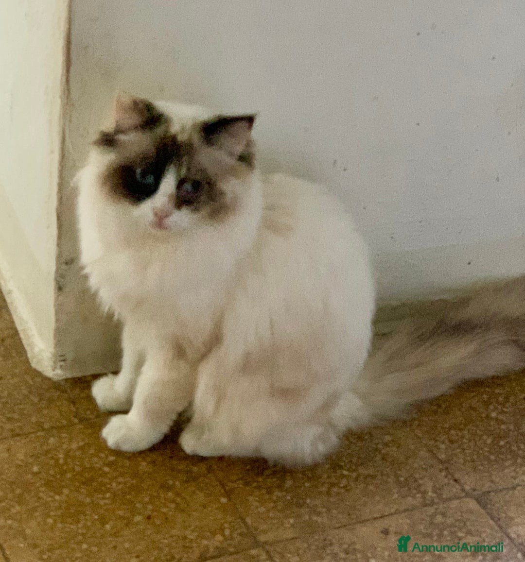 Ragdoll gatti in vendita: cuccioli di ragdoll a Provincia di Forlì-Cesena - Immagine 2