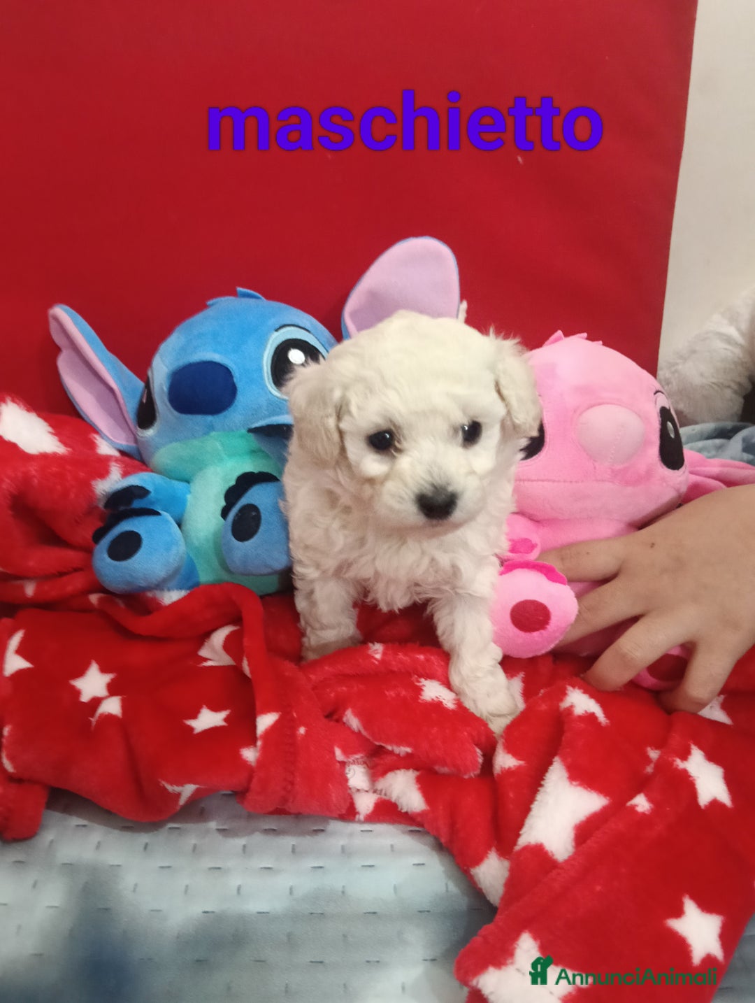 Barboncino Toy cani in vendita: Cuccioli di barboncino Toy bianco  - Annuncio 4