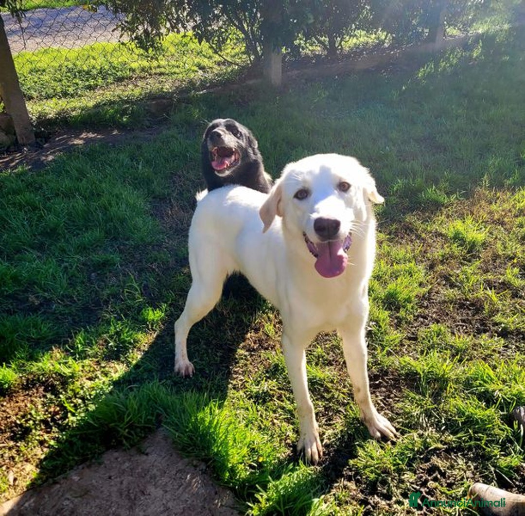 Labrador cani in regalo: Sade, dolcissima mini labrador - Annuncio 7