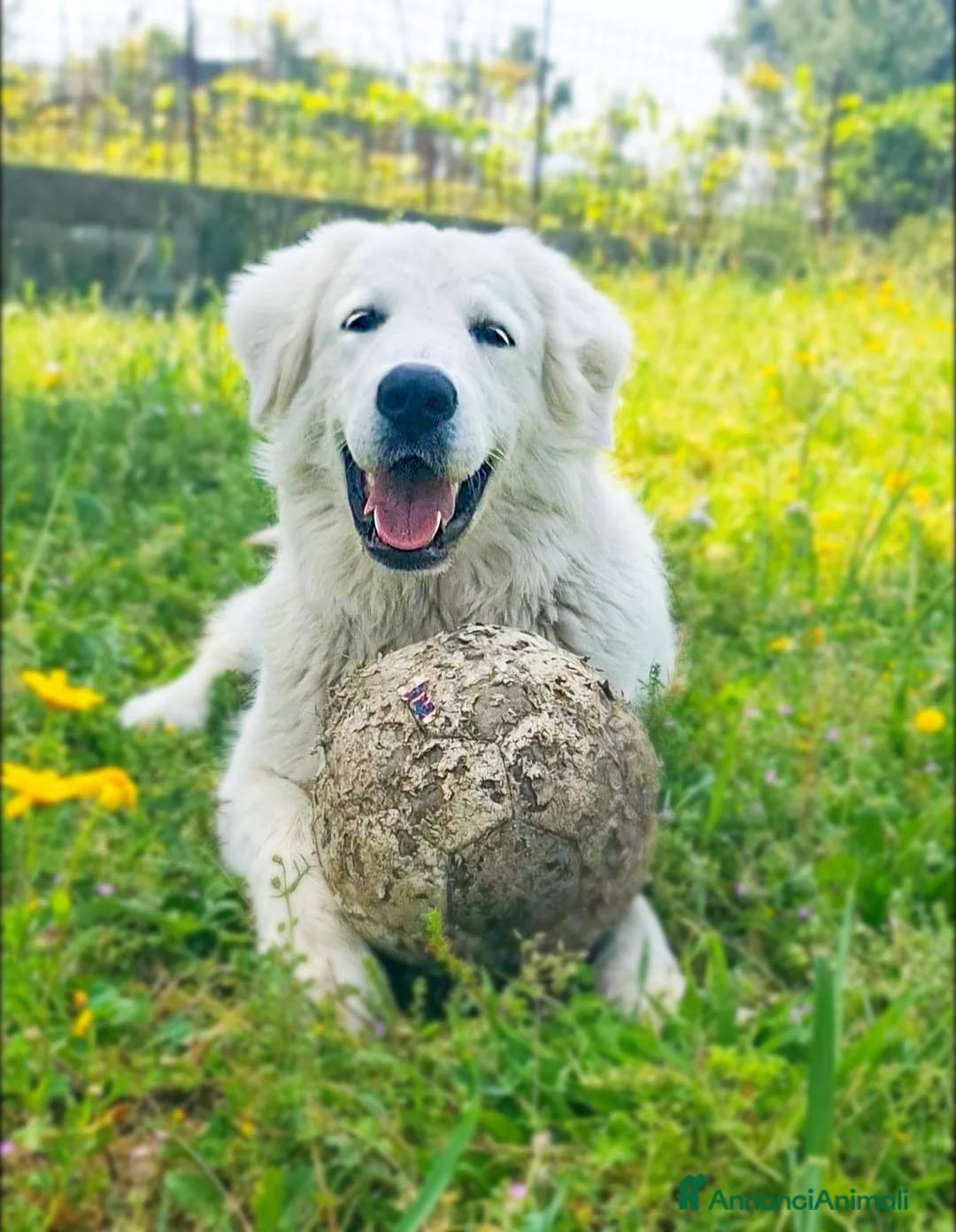 Pastore Abbruzzese Maremmano cani in regalo: Sophie cucciolona tenerissima - Annuncio 2