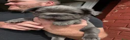 Bulldog Francese cani in vendita: Splendidi cuccioli di Bulldog francese a Città metropolitana di Milano - Annuncio 1