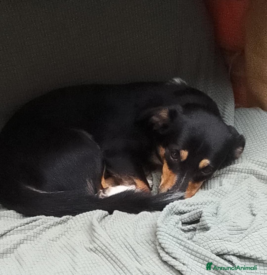 Meticcio cani in regalo: OSCAR 💙 - taglia medio piccola cerca casa!!! 😍 - Annuncio 5