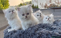 Persiano gatti in vendita: Gattini persiani Chinchilla e Himalayani  a Provincia di Ravenna - Immagine 26