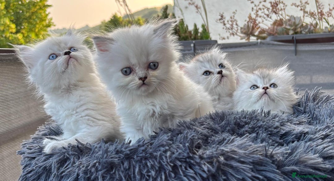Persiano gatti in vendita: Gattini persiani Chinchilla e Himalayani  a Provincia di Ravenna - Immagine 26