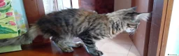Maine Coon gatti in vendita: MAINE COON XXL   - Annuncio 11