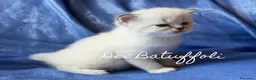 Siberiano gatti in vendita: Cuccioli Gatto Siberiano AFSI WCF, Alta genealogia - Annuncio 17