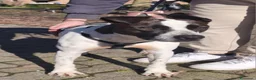 Meticcio cani in regalo:  2anni mix molossina il 27/6 torna al sud.TREVISO - Annuncio 8