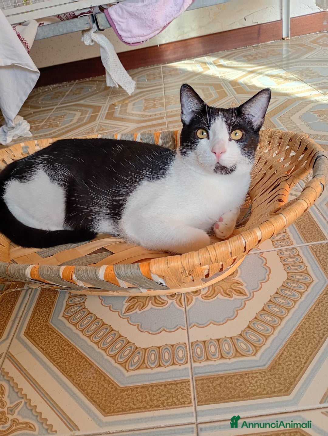 Europeo gatti in regalo: Lapo un micino adorabile  - Annuncio 3