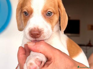 Altre razze cani Milena ed i suoi fratellini cercano casa a Città metropolitana di Roma Capitale - Annuncio 8