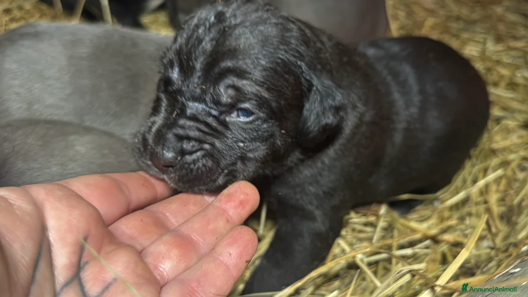 Cane Corso cani in vendita: Cuccioli di Cane Corso - Annuncio 12