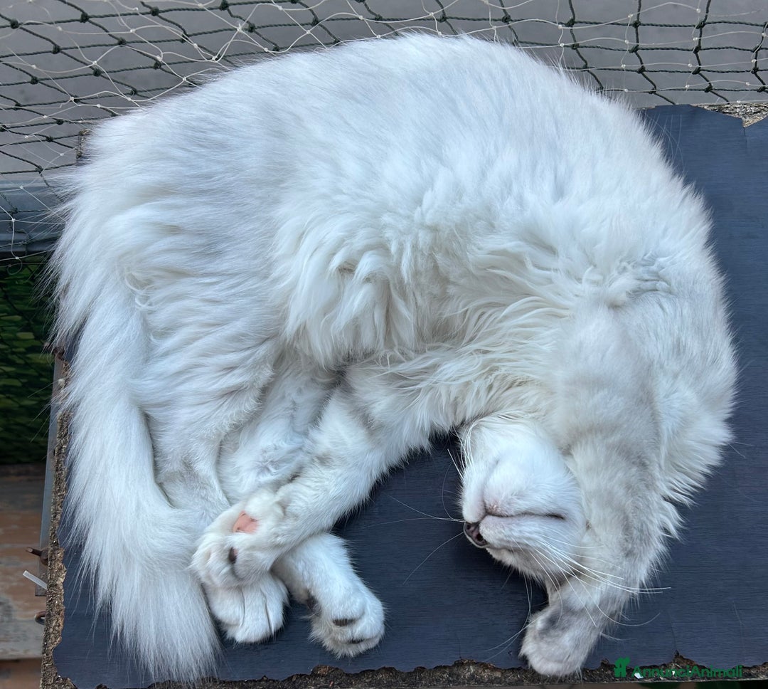 Maine Coon gatti in vendita: Maine Coon femmina 7 mesi con pedigree  - Annuncio 14