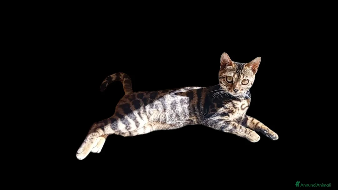 Bengala gatti in vendita: Splendida gattina Bengala  - Annuncio 6