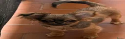 Chihuahua cani in vendita: Chihuahua mini - Annuncio 1