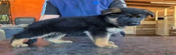 Pastore Tedesco cani in vendita: CUCCIOLI D PASTORE TEDESCO - Annuncio 4