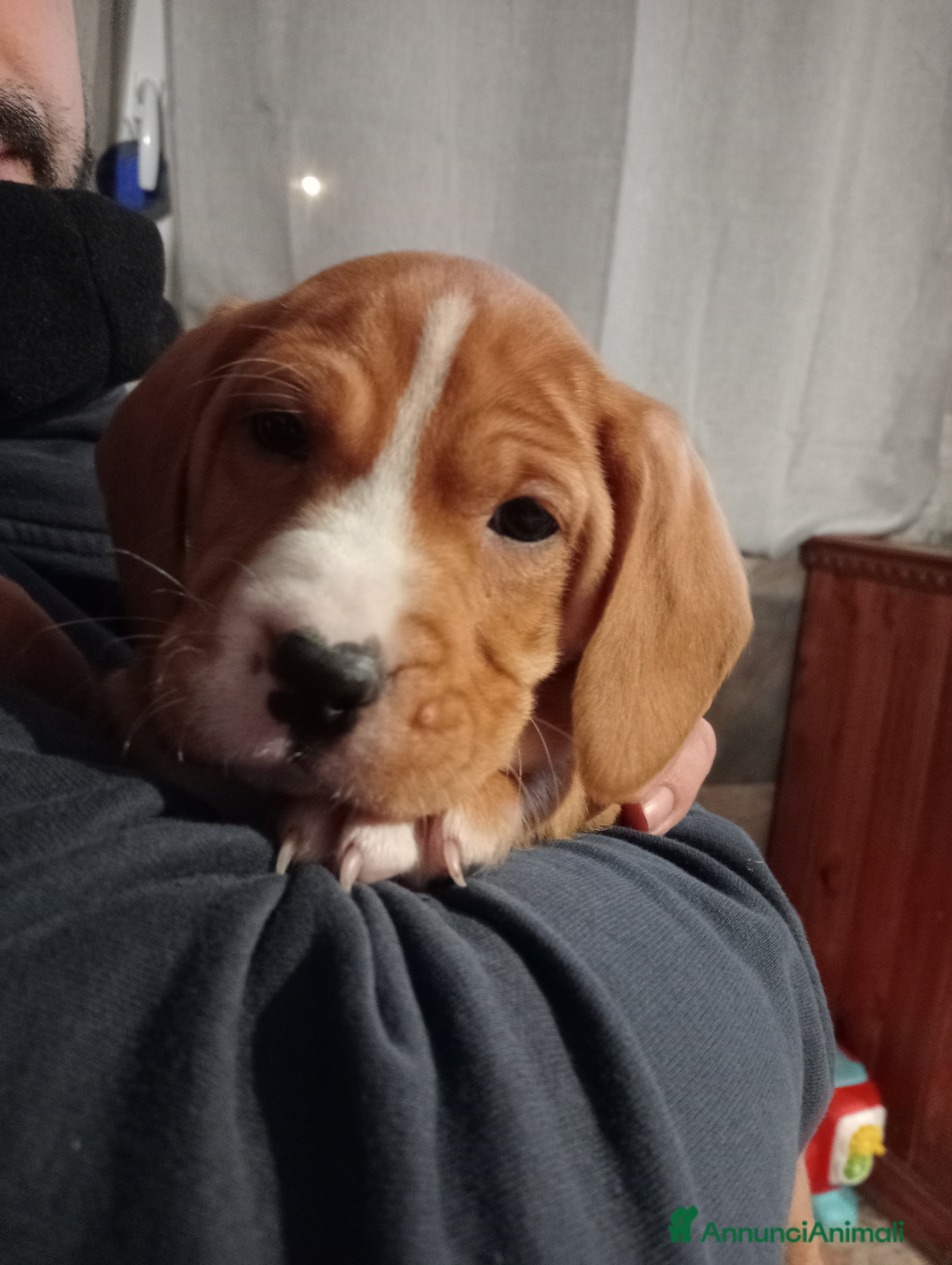 American Staffordshire cani Cucciola di Amstaff incrocio cocker  - Annuncio 4