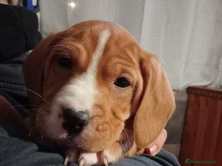 American Staffordshire cani Cucciola di Amstaff incrocio cocker - Annuncio 4