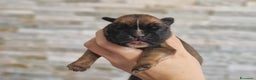 Boxer cani in vendita: Cuccioli Boxer del Principe di Tavi - Annuncio 5