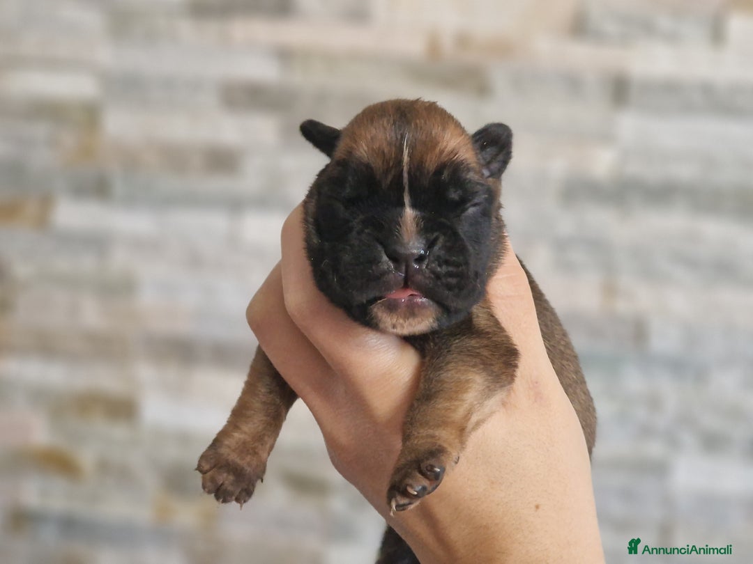 Boxer cani in vendita: Cuccioli Boxer del Principe di Tavi - Annuncio 5