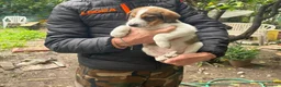 Meticcio cani in regalo: Dory e Tommy due cuccioli meravigliosi  - Annuncio 5