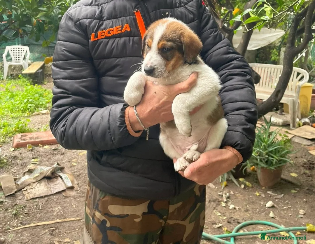 Meticcio cani in regalo: Dory e Tommy due cuccioli meravigliosi  - Annuncio 5