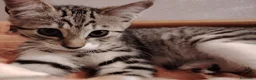Europeo gatti in regalo: Si affida gratuitamente coppia fratellini maschi  - Annuncio 4