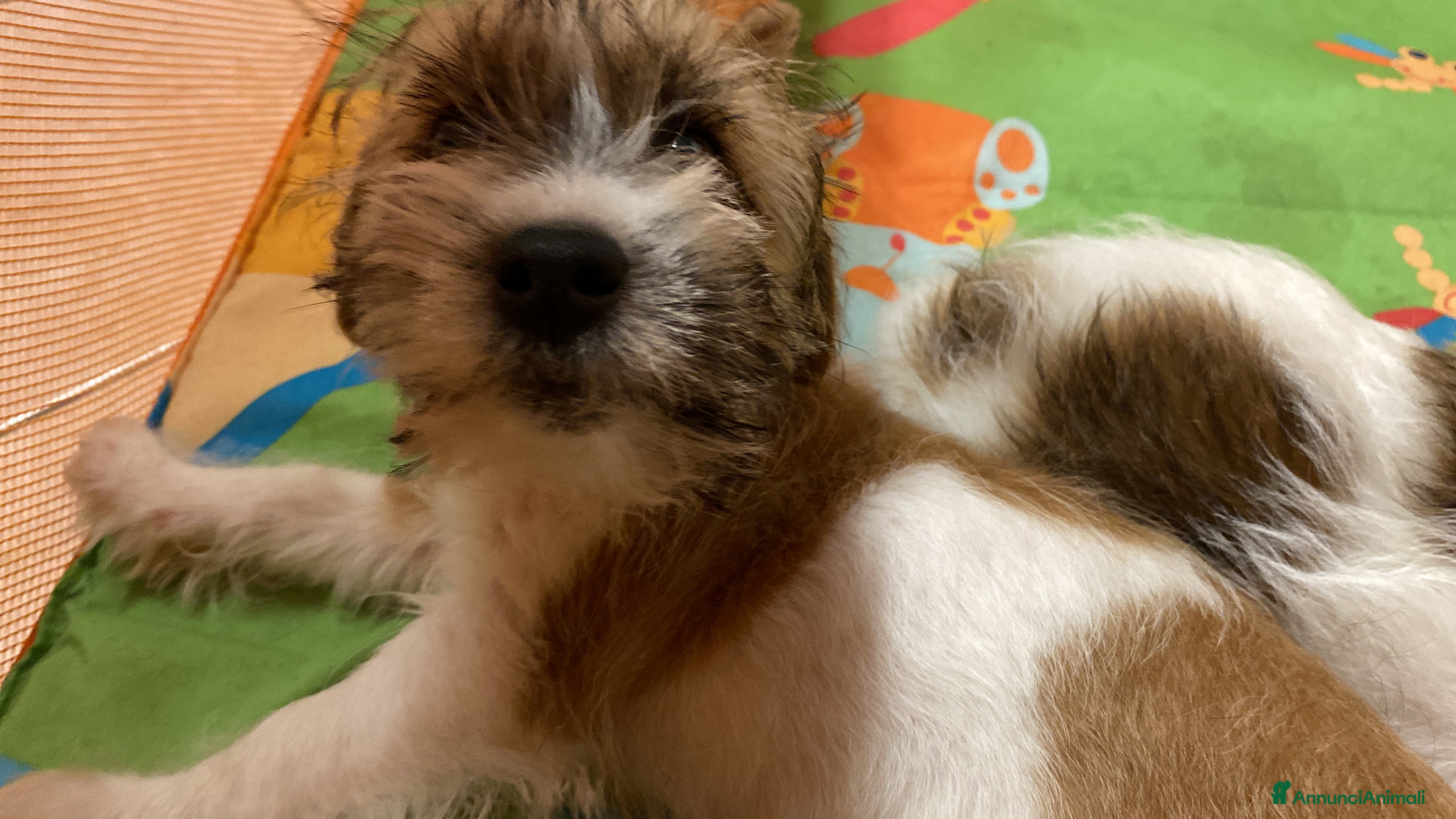 Jack Russell cani Jack Russell terrier pelo ruvido femmina  - Annuncio 9
