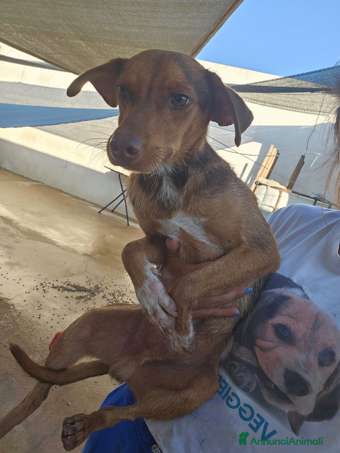 Meticcio cani in regalo: Lupo: cucciolotto taglia piccola socievole  a Città Metropolitana di Genova - Annuncio 6