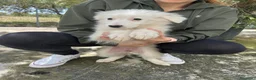 Meticcio cani in regalo: kenia e zora - Annuncio 2