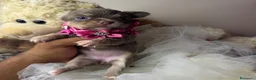 Chihuahua cani in vendita: 2 maschi e 1 femmina chihuahua pedigree enci  - Annuncio 6