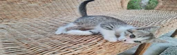 Altre razze cani in regalo: Gattino di 3 mesi cerca casa - Annuncio 6